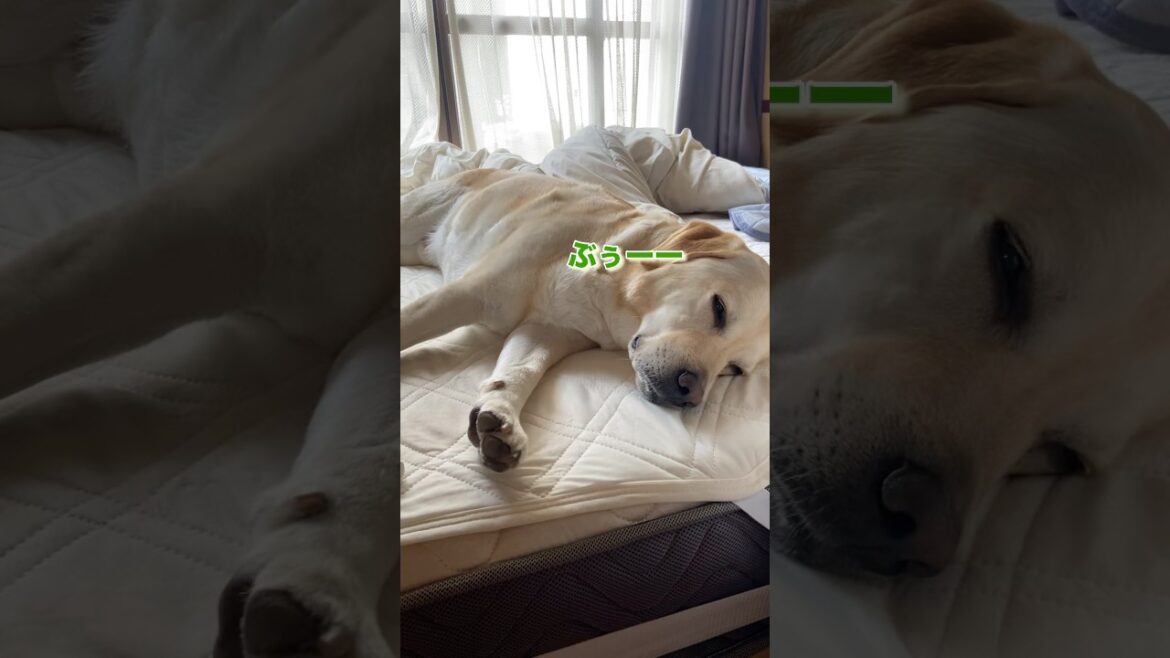 昼まで寝てたい大型犬がマイペース過ぎる #ラブラドールレトリバー #大型犬のいる生活 #チャンネル登録お願いします