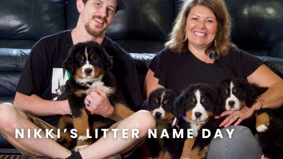 ニッキのバーニーズ・マウンテン・ドッグの子犬たち | 子犬の名前の日! ニッキのバーニーズ・マウンテン・ドッグの子犬たち | 子犬の名前の日!