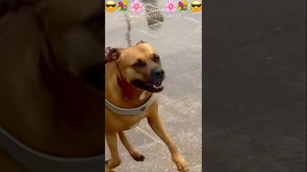 SunnytheAmstaff is a “ Comfort Dog for the Homeless” # caringisharing#amstaffs