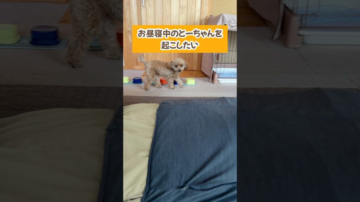 長時間のお昼寝は許さない犬 #shorts #トイプードル #可愛い犬
