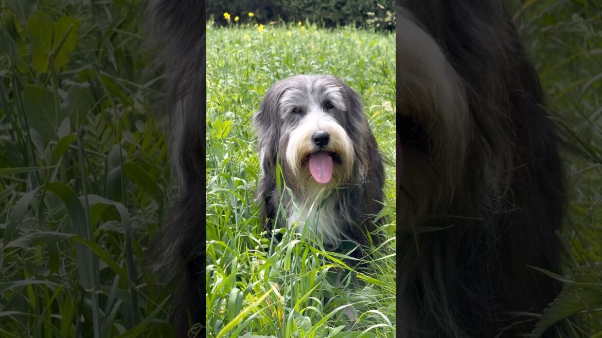 A stroll in a field with Strider! #olddog #beardedcollie #doglife #dogwalk #shorts