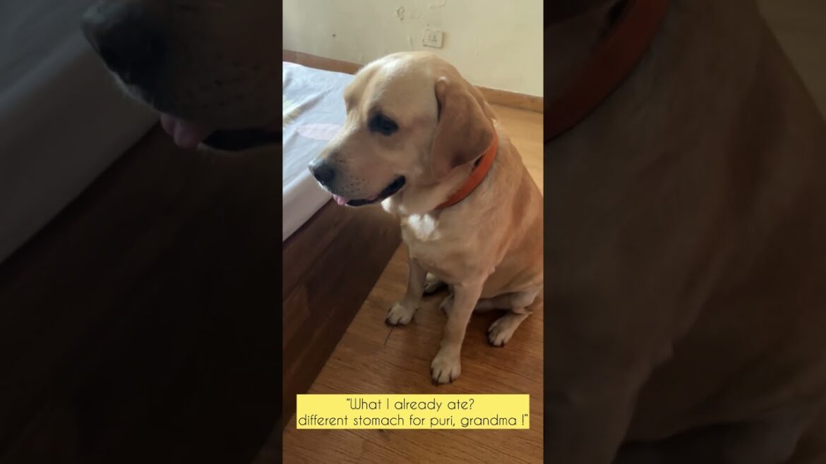 “Labrador vs Grandma: The Ultimate Food Battle for a Puri 🫓 | Razor the Foodie Dog 🐶😂