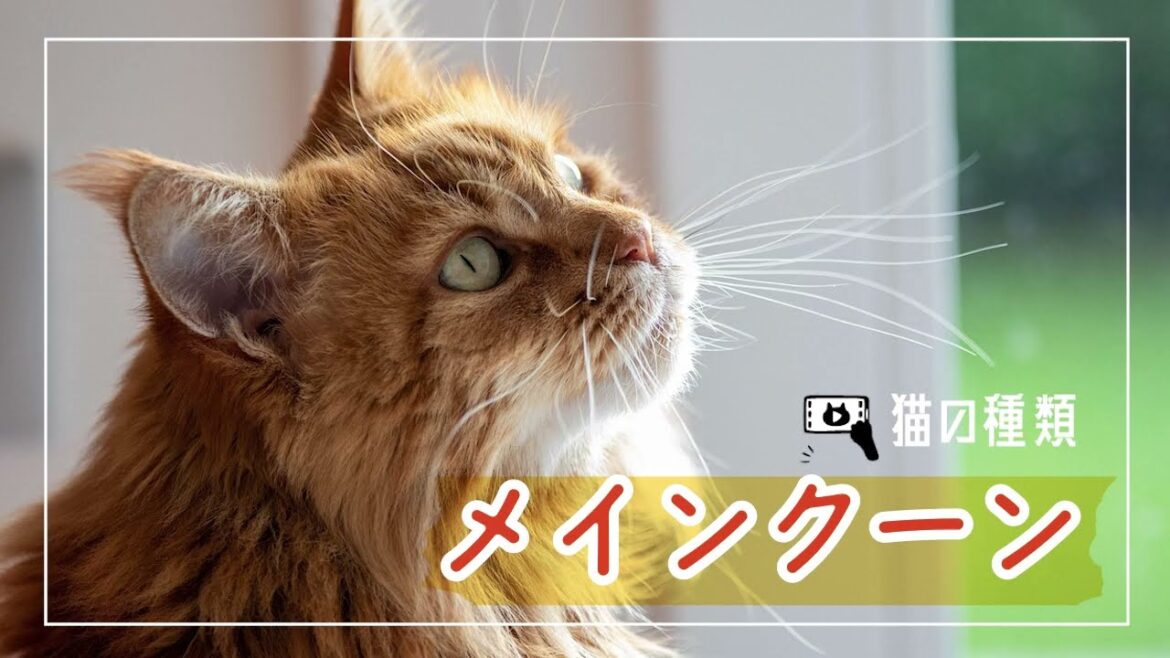 【メインクーンについて】ペットリフォームならセラフ榎本