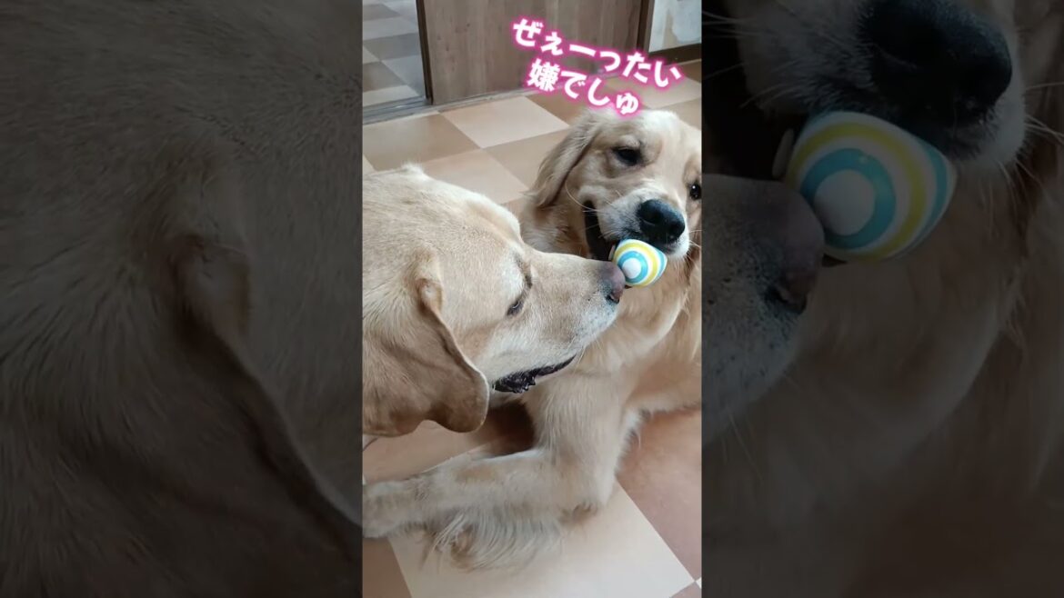 【ゴールデンレトリバー】【ラブラドールレトリバー】ボールのやり取り　兄と妹の違い