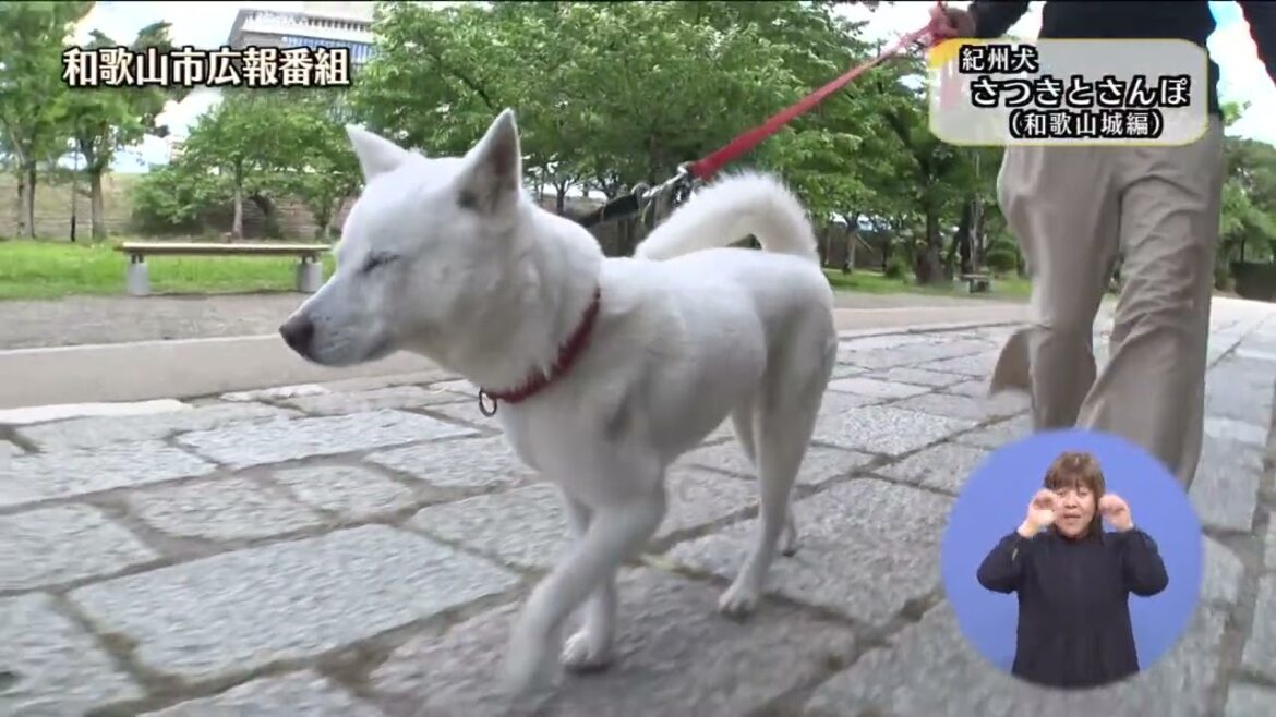 「紀州犬 さつきとさんぽ（和歌山城編）」ー和歌山市広報番組