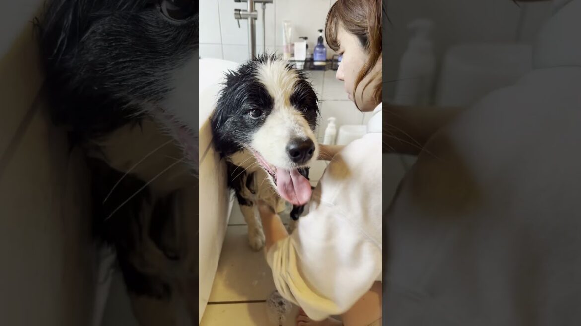 ボーダーコリーを飼う前に見てほしい動画 #ボーダーコリー #puppy #しろくろコリー #犬 #可愛い #大型犬のいる生活 #ボーダーコリーのまろ #癒し #ボーダーコリーのまろ #チワワ