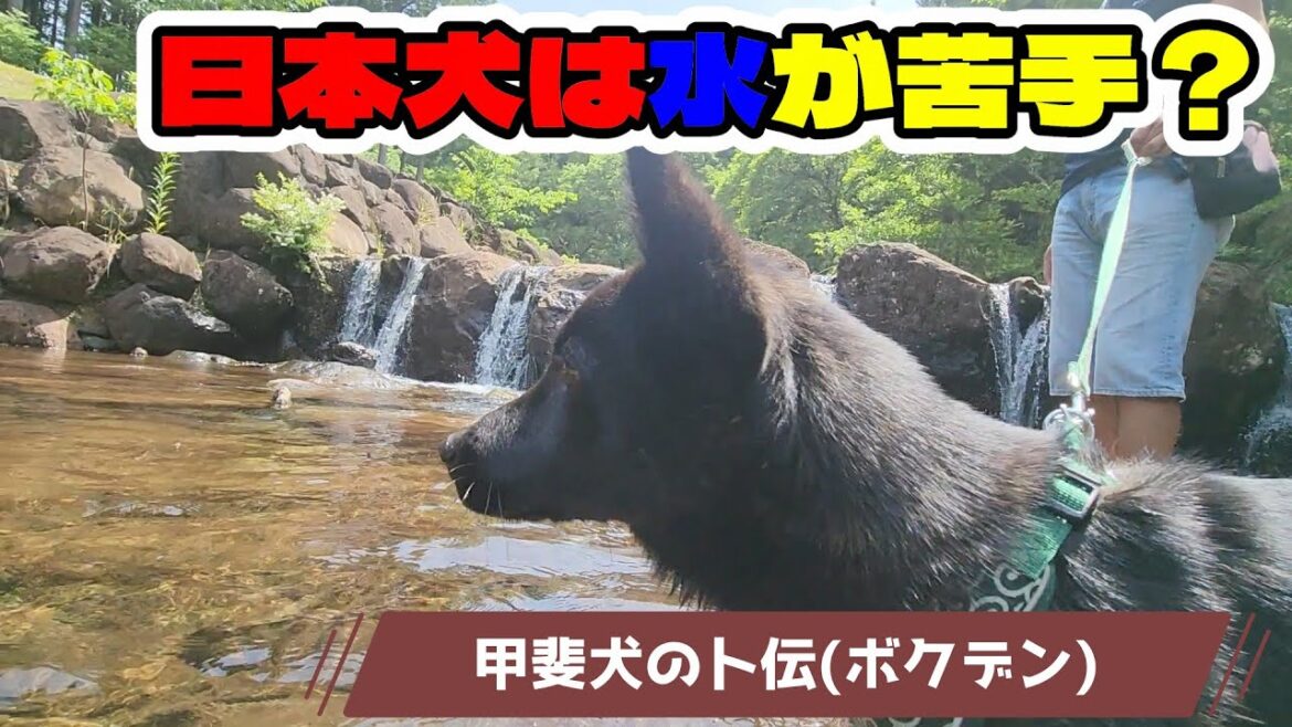 【甲斐犬】日本犬って水が苦手なのか？