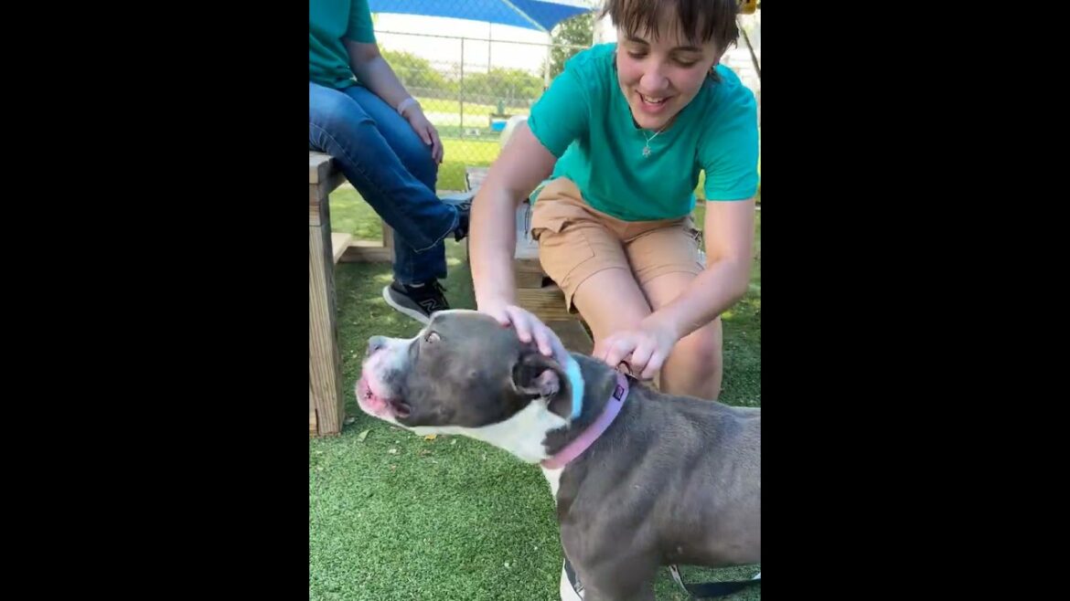 Meet MARTY a Terrier, Pit Bull currently available for adoption! 6/17/2025 10:48:58 AM