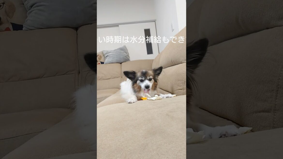 キャベツに夢中な犬がこちら #犬のおやつ #犬のいる生活 #パピヨン