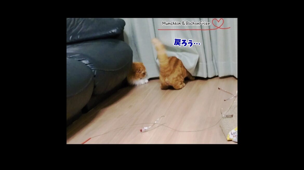 【マンチカン】いきなり目の前から消えた相棒に驚く女王猫 【犬と猫、両方飼ってると毎日かわいい♥】