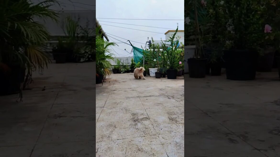 Fast feet, floppy ears, and a love for fetch-dog joy in motion! 🐾🎾 #puppyplaying #lhasaapso #cutedog