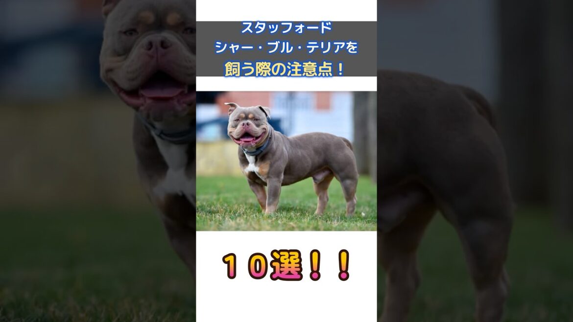 【要注意！】スタッフォードシャー・ブル・テリアを飼う前に知っておきたい10のポイント！#犬 #可愛い犬#雑学 #スタッフォードシャーブルテリア