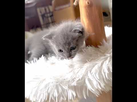 シャルトリュー 父猫はアメリカ外産、母猫も外産血統 ブルー(フワフワなダブルコート) シャルトリュー 父猫はアメリカ外産、母猫も外産血統 ブルー(フワフワなダブルコート)