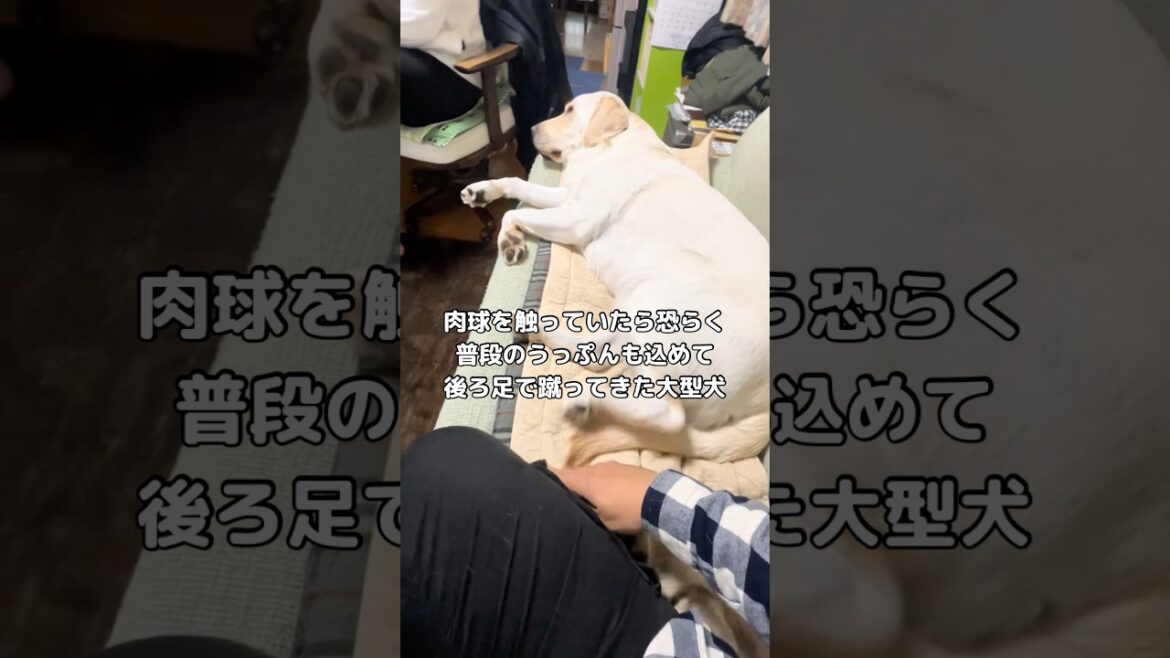 普段のうっぷんとかも込めてそう #ラブラドール #大型犬 #shorts