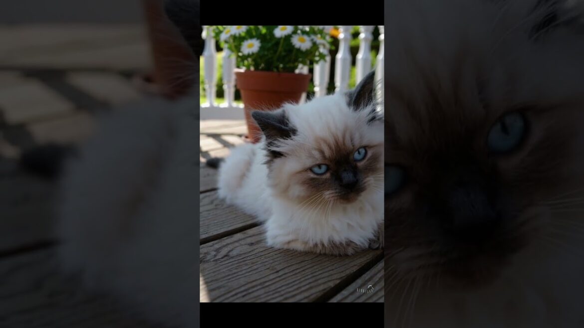 Porch Daydream – Ragdoll Kitten Live Wallpaper 🌼☀️ #CatShorts #RelaxingLoop #wallpaper4k #wallpaper