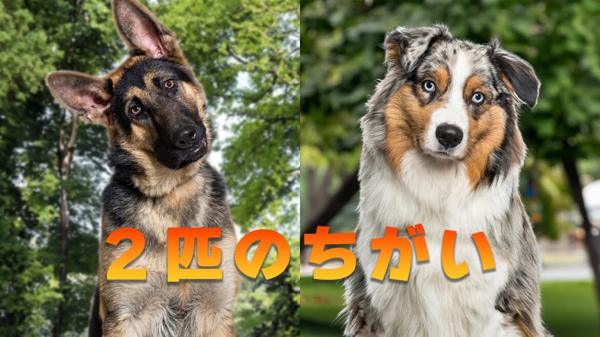 ジャーマンシェパードとオーストラリアンシェパードの違い