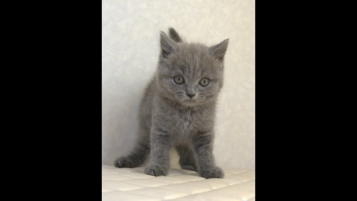 ブリティッシュショートヘアー子猫 British Shorthair 2025.4.4産まれ ブルー 男の子 シーダキャット猫のお店 ブリティッシュショートヘアー子猫 British Shorthair 2025.4.4産まれ ブルー 男の子 シーダキャット猫のお店