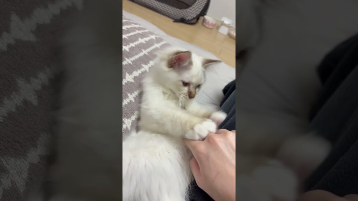 にぎにぎねむねむ猫　#子ネコ #猫のいる暮らし #バーマン #可愛い #shorts #cat #kitten #cuteanimals #birman