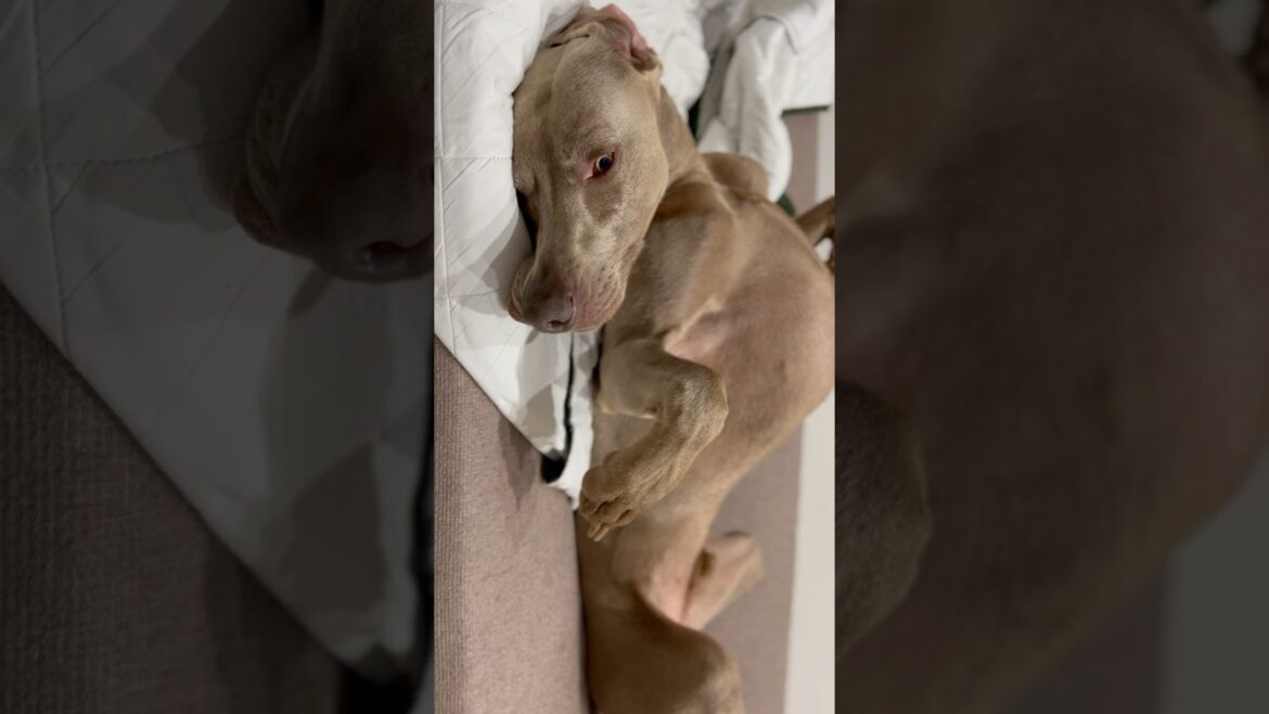 寝たふりする愛犬　#大型犬 #ワイマラナー