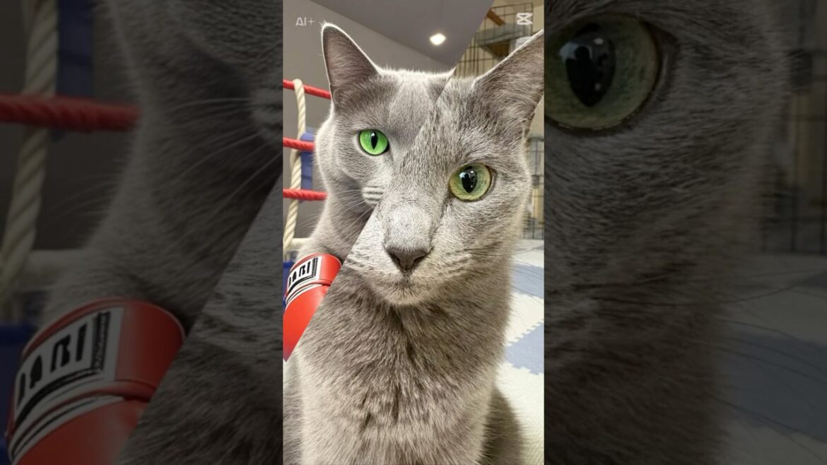 【猫ロシアンブルー】そらちゃん がボクサーに変身⁉️ #shorts #russianblue #ロシアンブルー #かわいい猫 #可愛い猫