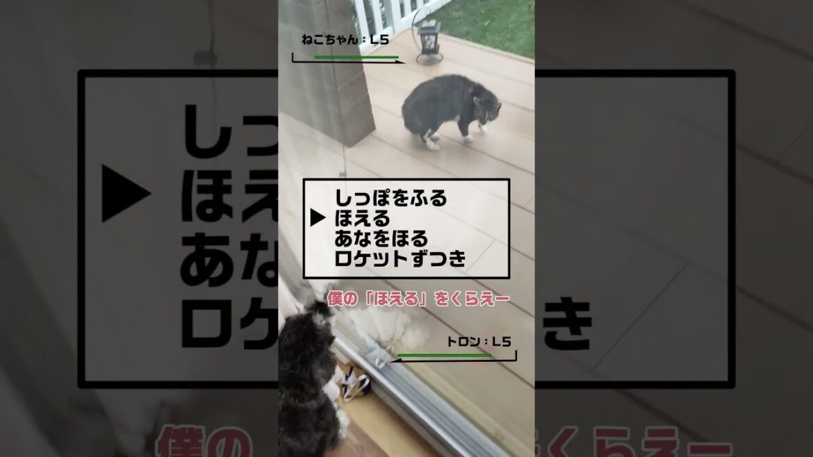 あ！やせいのねこちゃんがとびだしてきた！ #ミニチュアシュナウザー #犬のいる生活  #ポケモン