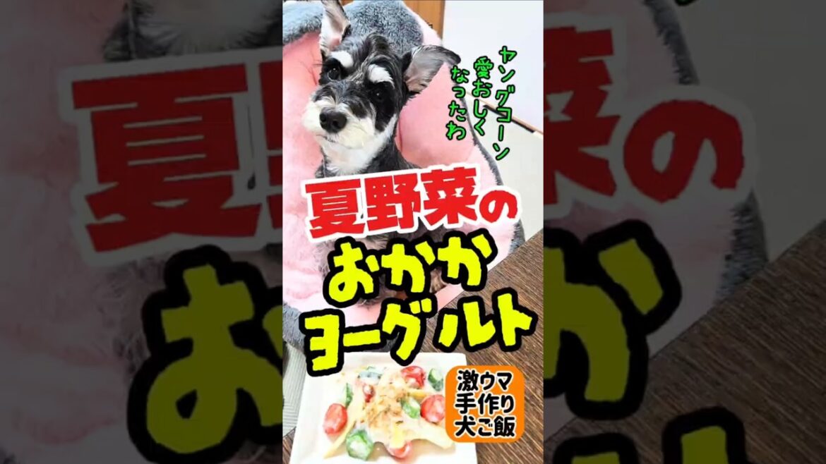 夏野菜のおかかヨーグルト!めんま本日の激ウマ手作り犬ごはん【ミニチュアシュナウザー】#めんまのへや#わんこごはん#犬のいる生活 #料理 夏野菜のおかかヨーグルト!めんま本日の激ウマ手作り犬ごはん【ミニチュアシュナウザー】#めんまのへや#わんこごはん#犬のいる生活 #料理