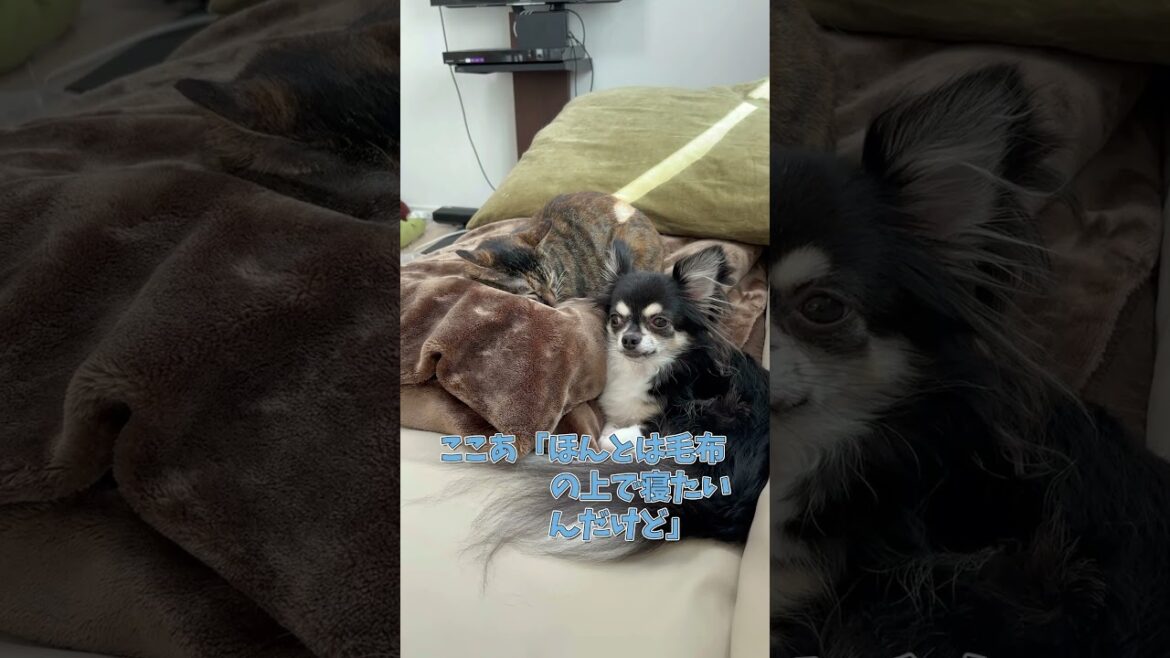 猫に毛布を取られたチワワが可愛い　 #チワワ #多頭飼い  #犬 #かわいい  #癒し