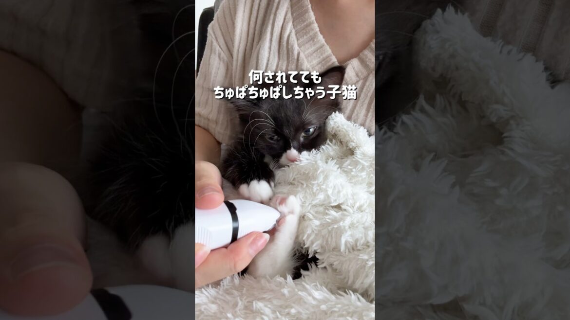 うちのチュッパマン🫶🏽 #ラグドール #ブルーポイントバイカラー#ラガマフィン #子猫 #猫 #猫のいる暮らし#猫のいる生活 #ねこのいる生活 #ハチワレ#エマちょび #黒猫