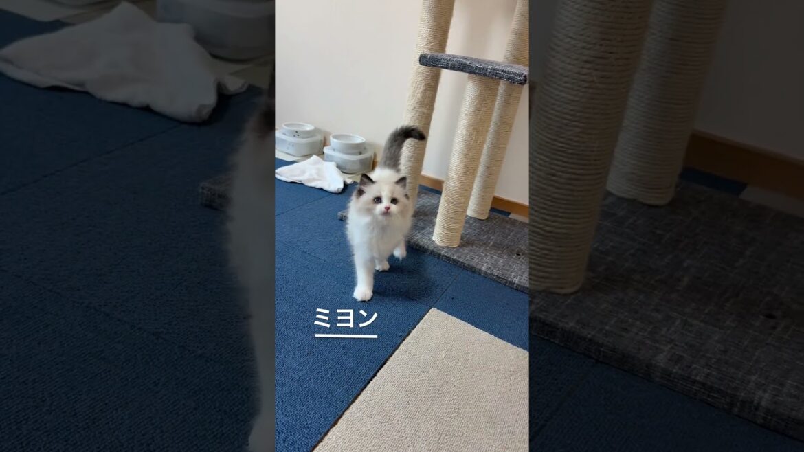 ミヨン&いっぺい🐈#いっぺいdialy #ラグドール #猫のいる暮らし #猫好きさんと繋がりたい