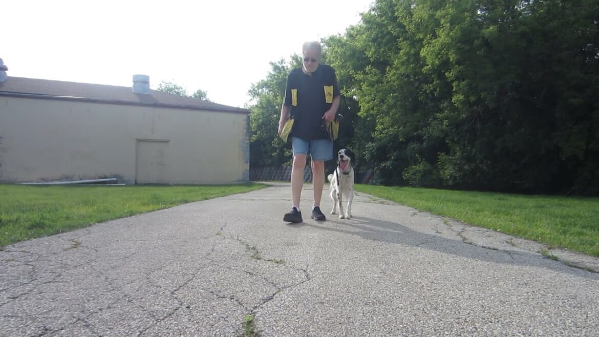Allan Ross Dog Training