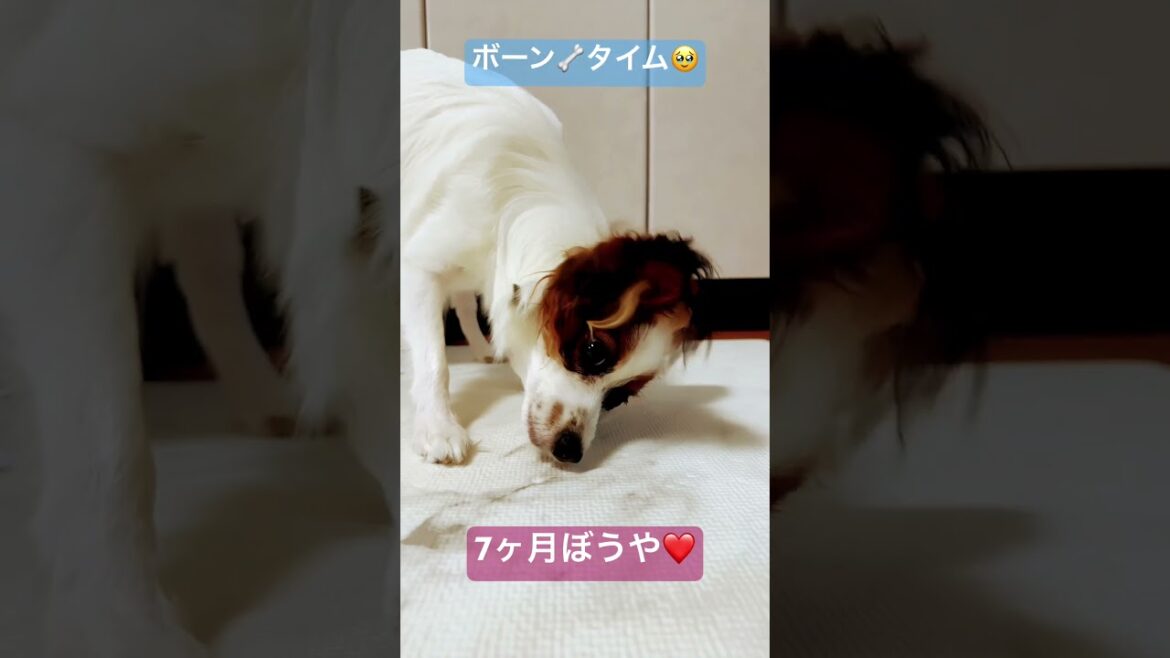 #Papillon#dog#ぱぴよん #パピヨン #3ワン#犬のいる生活