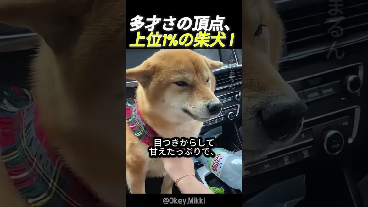 多才さの頂点、上位1%の柴犬！