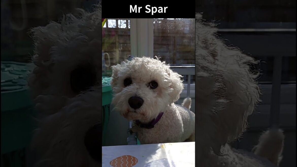 Introducing Mr Sparky and Miss Margot