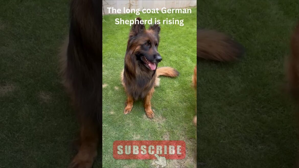 Long Coat German Shepherd Pair 🐶 | Fluffy GSD Male & Female | Loyal & Beautiful Dogs  #viralshorts