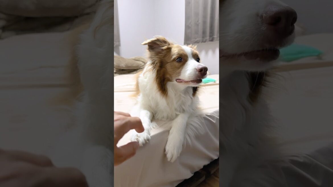 そーっと触るとテンションが上がっちゃう犬が可愛い😂【ボーダーコリー・オーストラリアンシェパード】#shorts