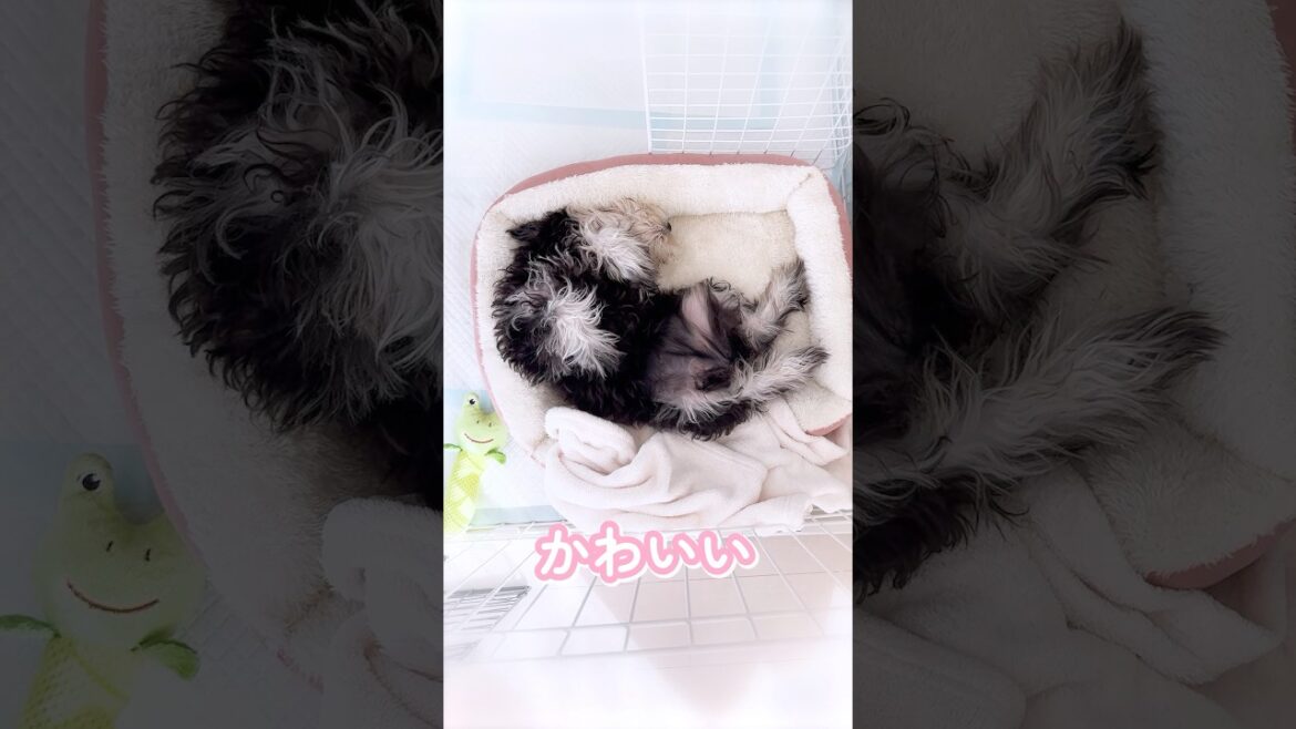 癒し💕寝方が可愛すぎるミニチュアシュナウザー #ほっこり #癒し #子犬 #ミニチュアシュナウザー #犬のいる暮らし 癒し💕寝方が可愛すぎるミニチュアシュナウザー #ほっこり #癒し #子犬 #ミニチュアシュナウザー #犬のいる暮らし