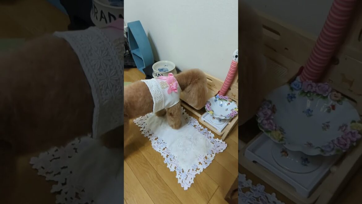 ＜保護犬 トイプードル＞#shorts  #dog #pets