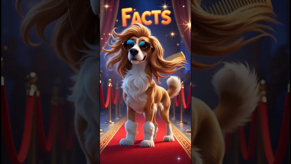The Most Extravagant Dog: Afghan Hound Facts