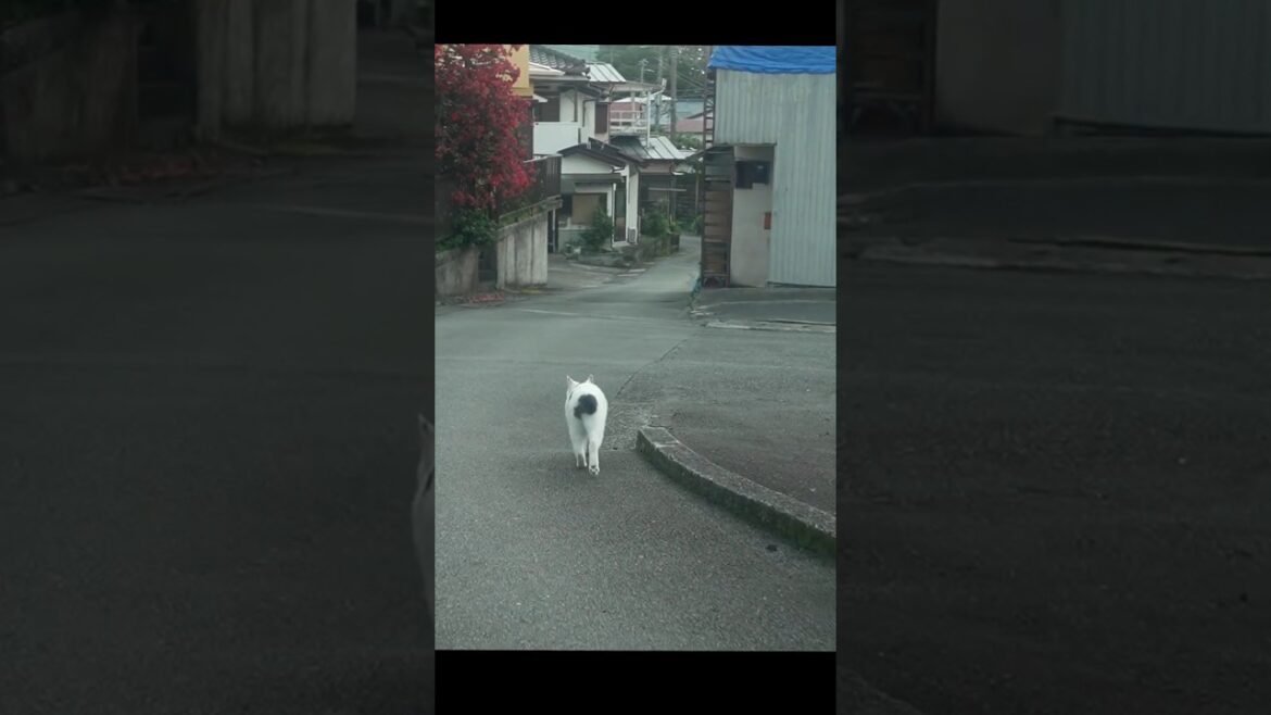 チッポ！ふりふり！テクテク小走り散歩│いつもの散歩道│熱海│伊豆│野良猫│保護猫│ジャパニーズボブテイル│日本猫