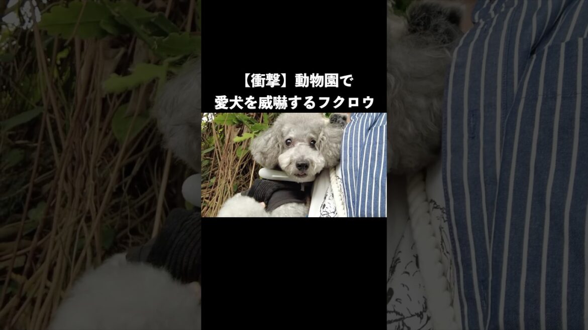 フクロウに威嚇されたトイプードル