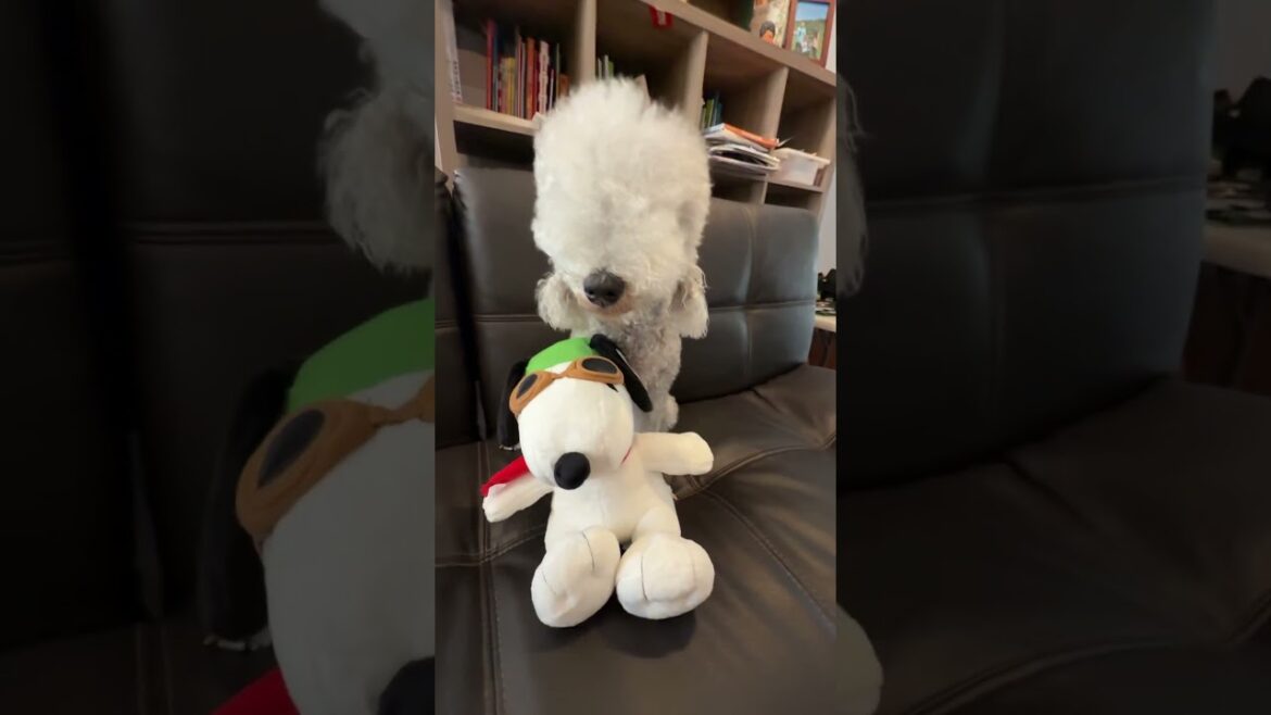You got have something #dog #cute #pets #puppy #bedlingtonterrier