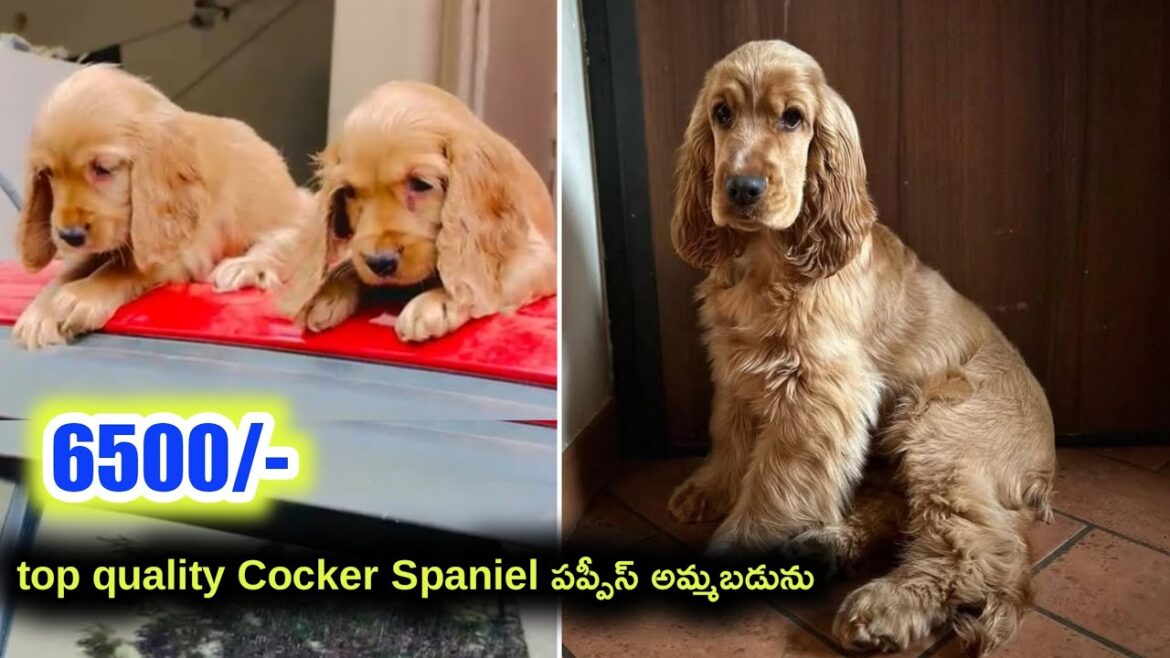 top quality cocker spaniel puppies for sale in telugu/ 81432 26849 /aj pets