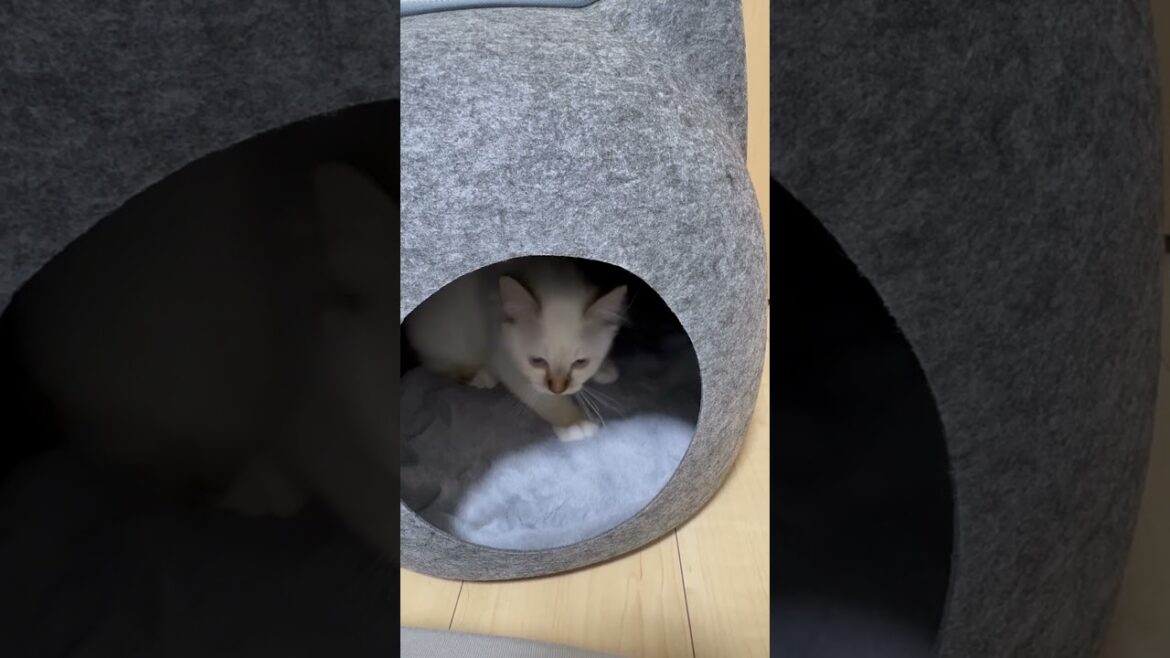 猫ハウスでふみふみ猫　#子ネコ #猫のいる暮らし #バーマン #可愛い #shorts #cuteanimals #cat #kitten #birman #ニトリ #猫ハウス