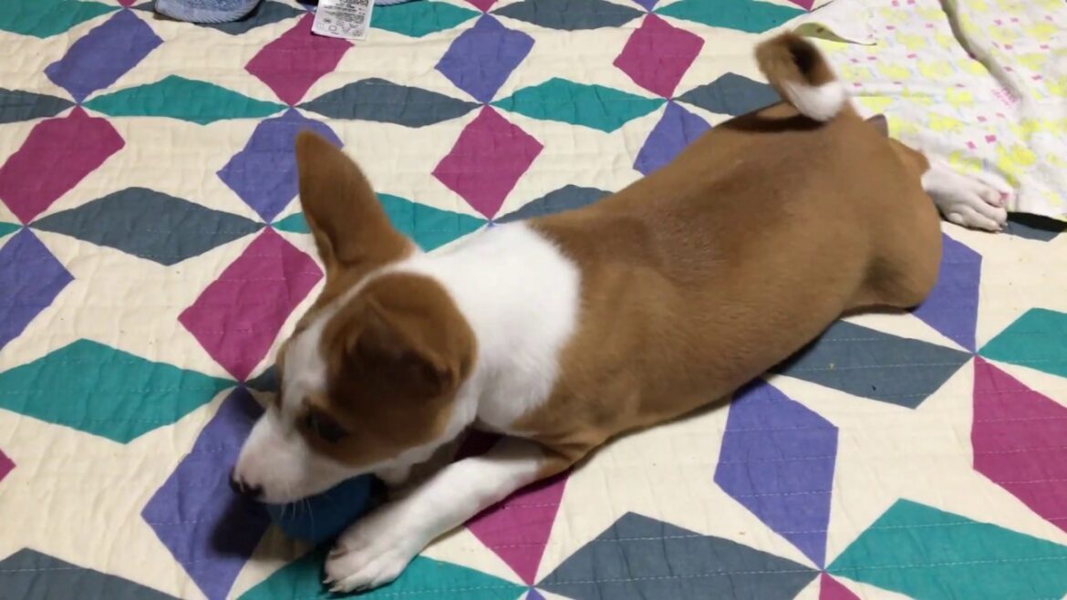 ボールにじゃれつくバセンジーの子犬　Basenji playing with ball