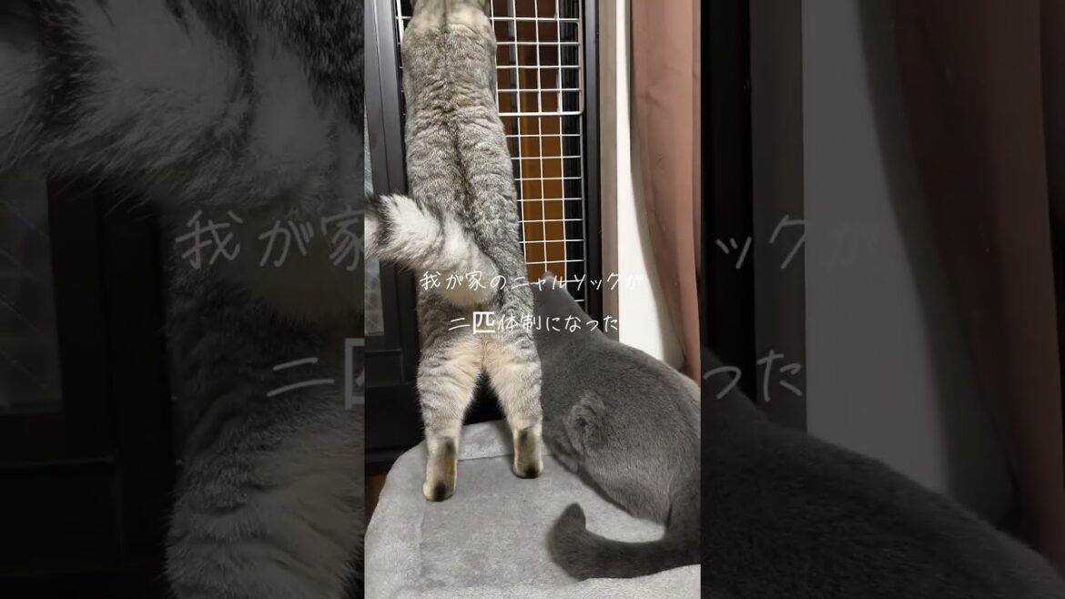 二匹でニャルソック