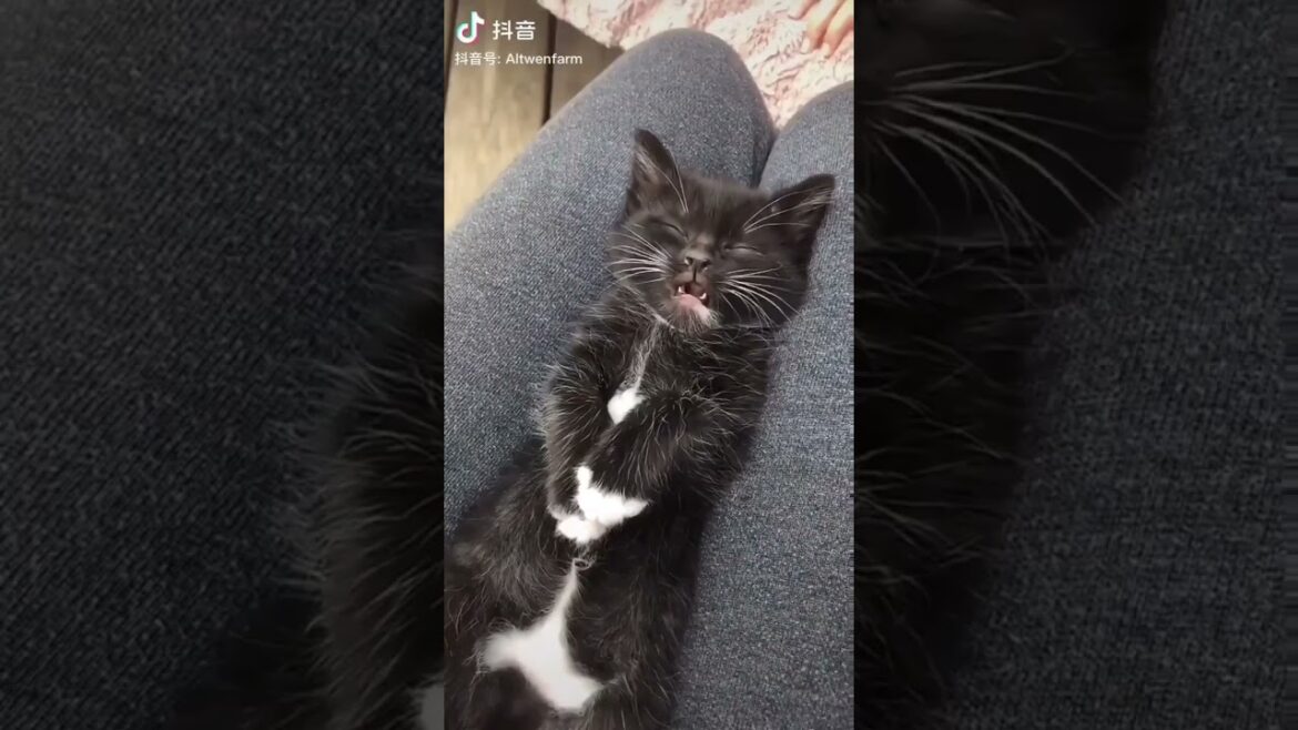 Such a beauty 😍😍 #kitten #beauty