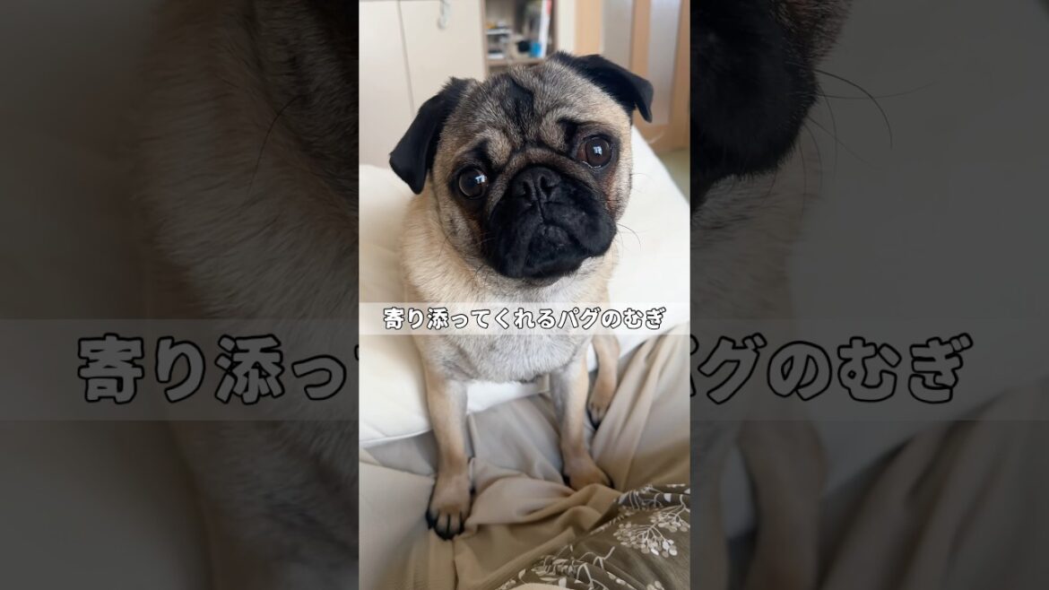 【ぎっくり首7日目。むぎが寄り添ってくれる♡】#pug #puppy #パグ #子犬 #パピー #犬のいる暮らし #pets #犬 #dog #shorts #퍼그 #哈巴狗 #かわいい