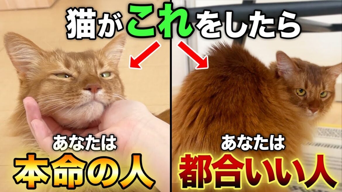 【同じ家族でも態度が違う】あなたは猫にとって本命の人?都合の良い人? 【同じ家族でも態度が違う】あなたは猫にとって本命の人?都合の良い人?