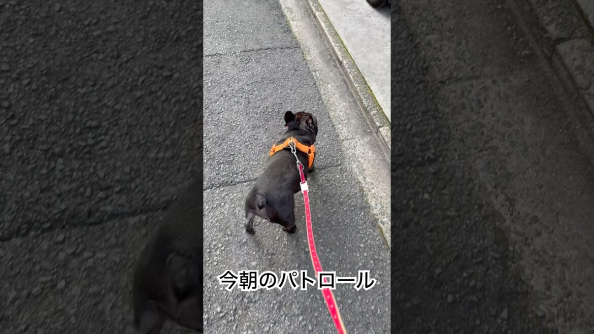 【今朝のパトロール】蒸し蒸しした道を突き進むフレンチブルドッグ🐶#frenchie #frenchbulldoglife #frenchbulldog #shorts