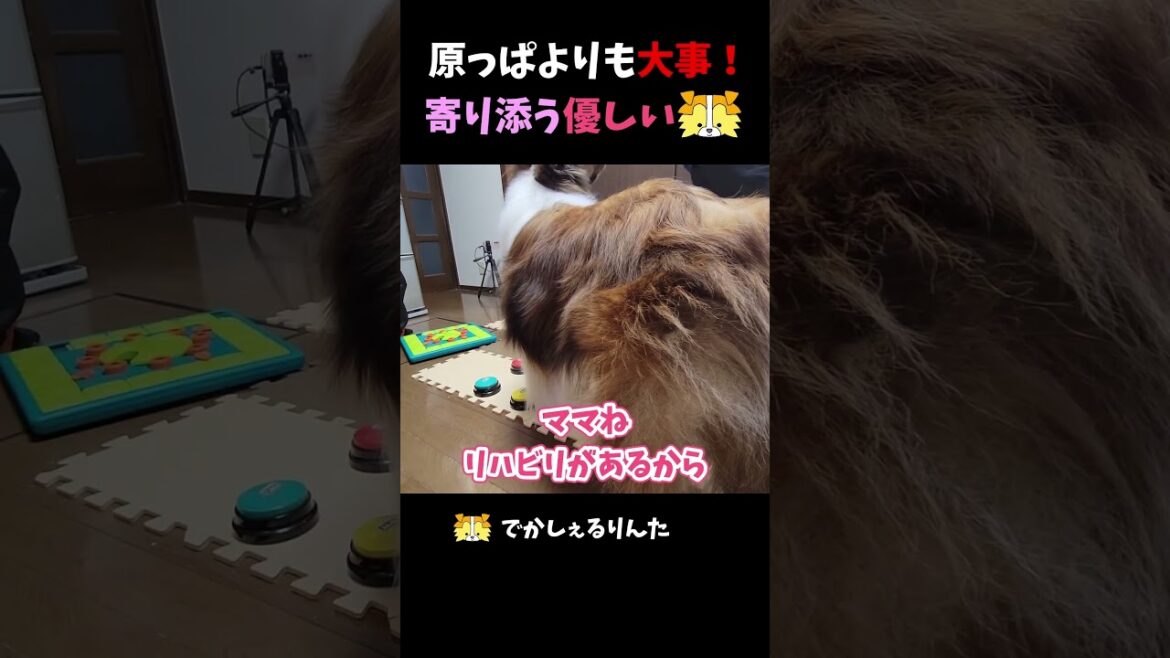 原っぱよりも大事！寄り添う優しいシェルティ【会話ボタンでしゃべる犬】 #shorts #犬
